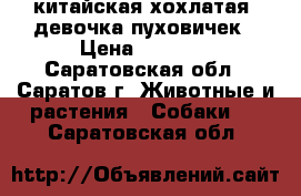 китайская хохлатая  девочка пуховичек › Цена ­ 5 000 - Саратовская обл., Саратов г. Животные и растения » Собаки   . Саратовская обл.